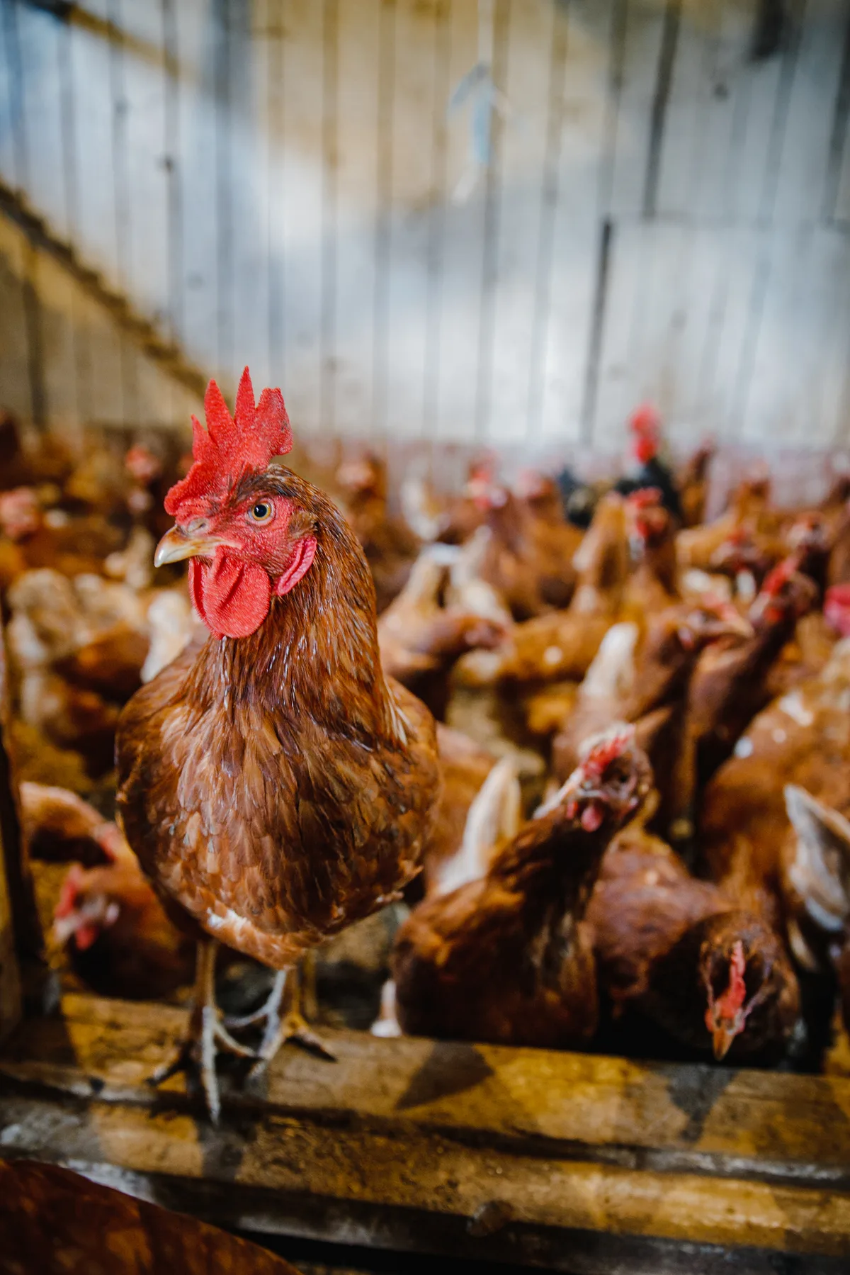 Poultry farm incinerators in Georgia