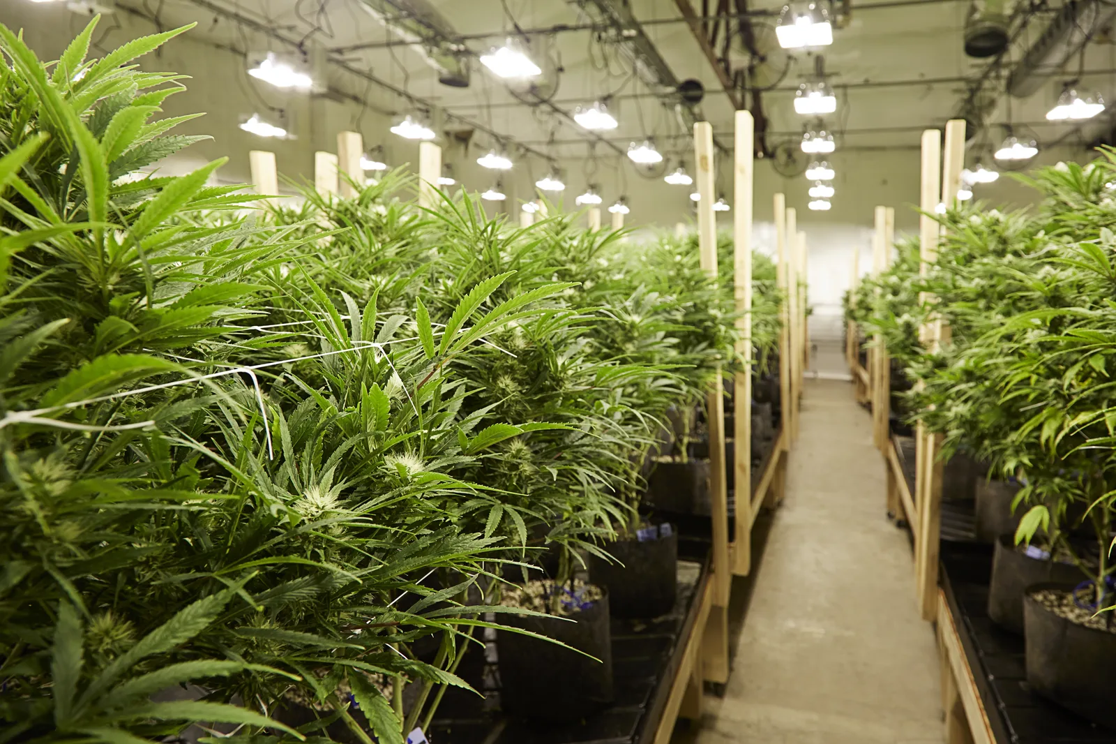 Cannabis waste incinerator for compliant destruction at licensed facilities