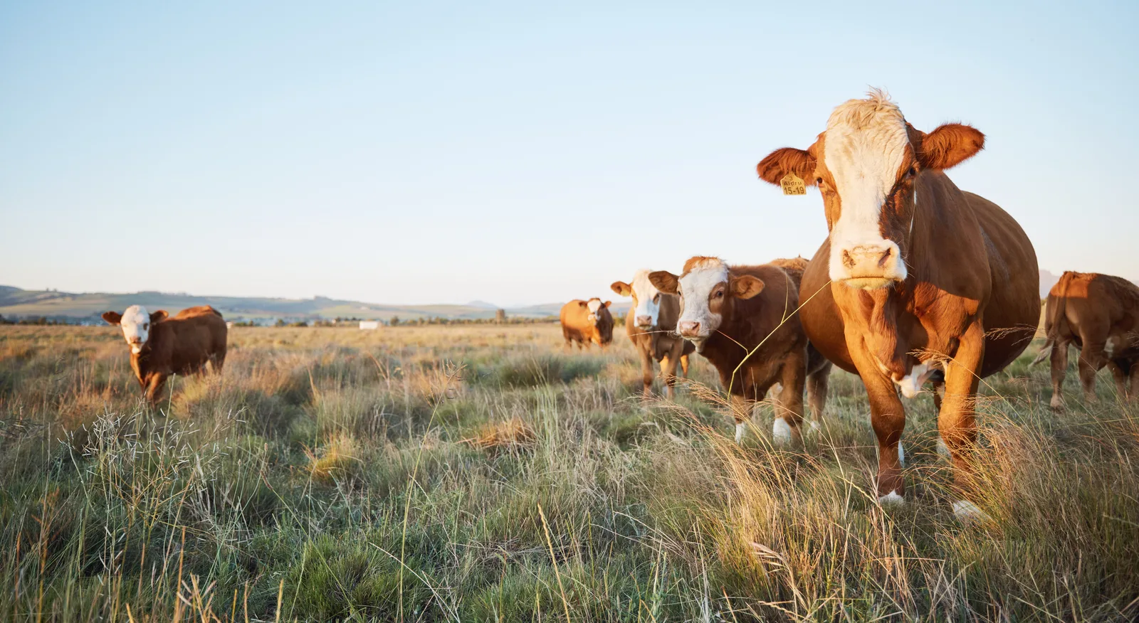 ECO-3000 for Cattle & Dairy