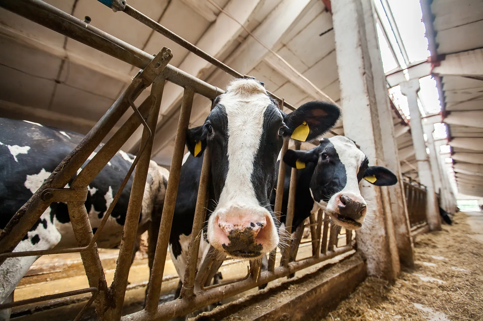 Dairy farm incinerator for on-site livestock mortality disposal