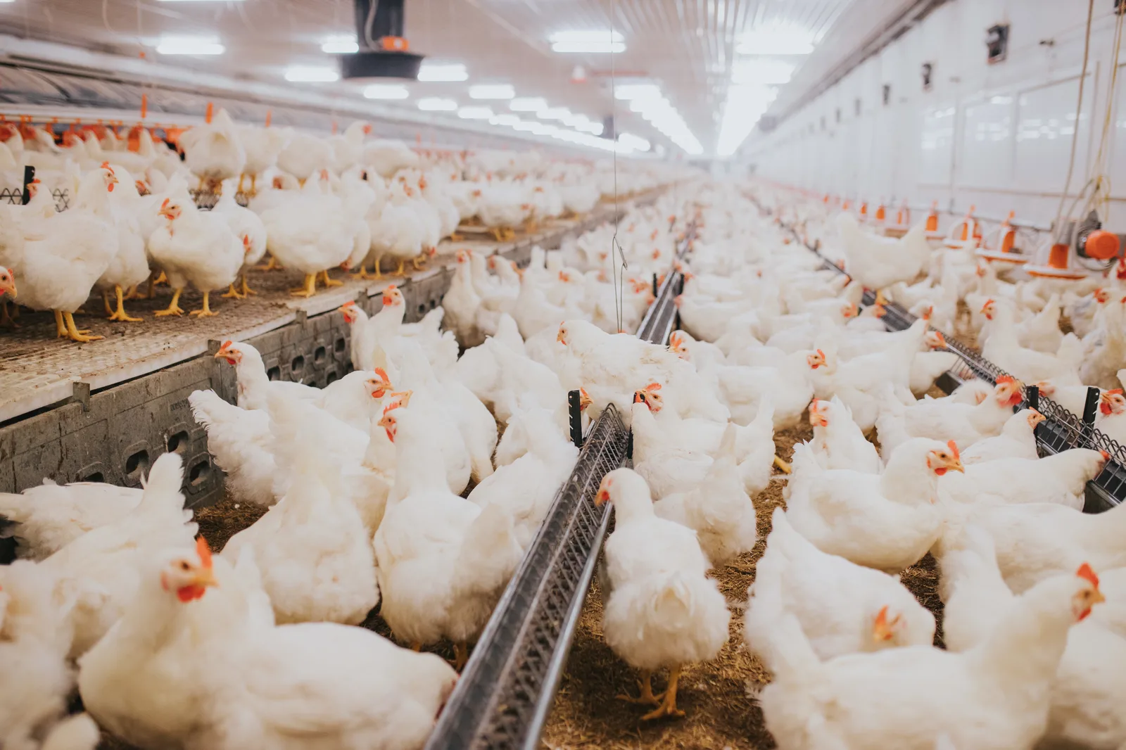 Avian influenza biosecurity article