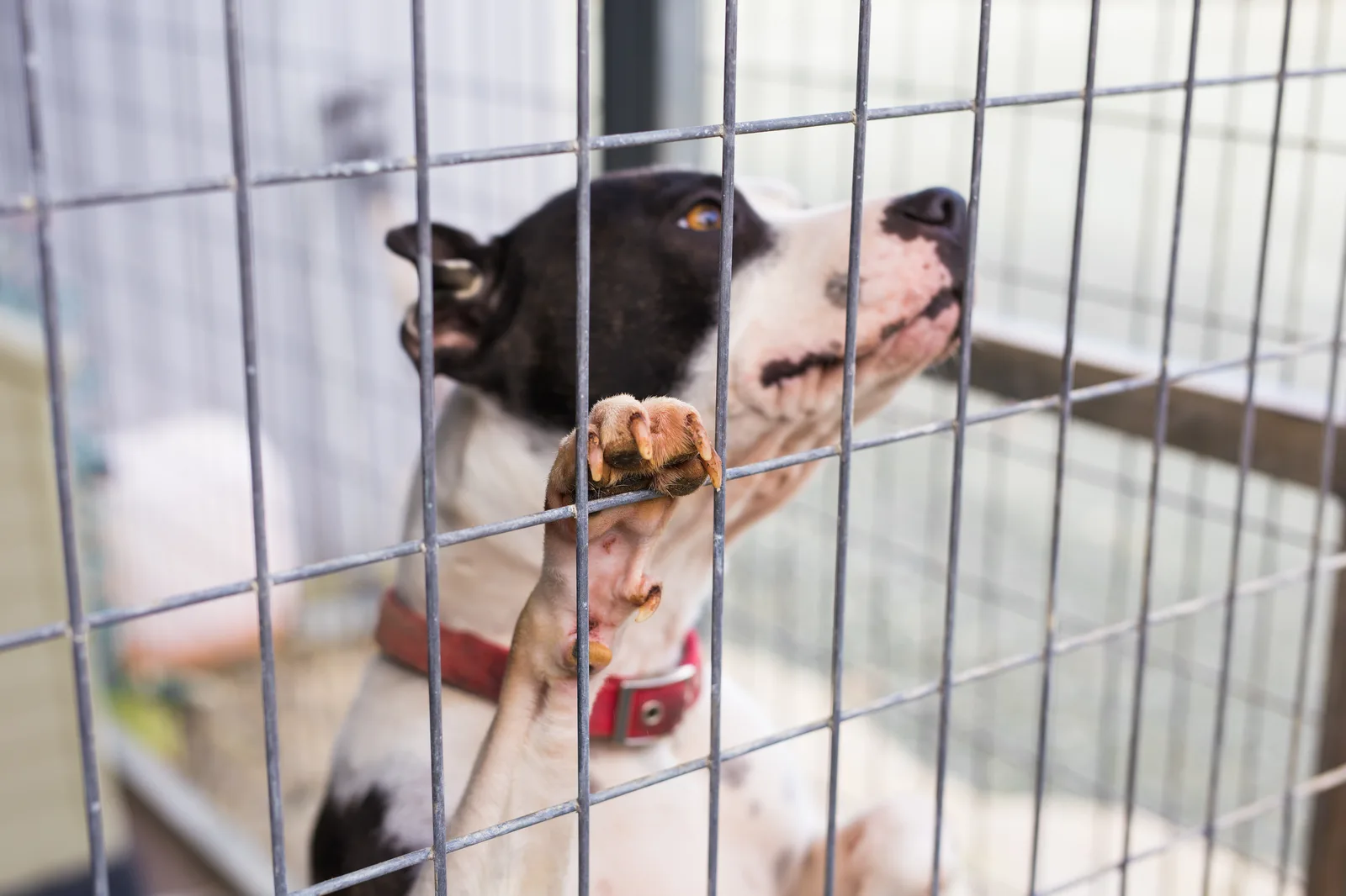 ECO-250 for Animal Shelters