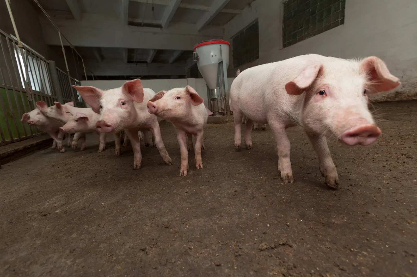 Swine Farms in North Carolina