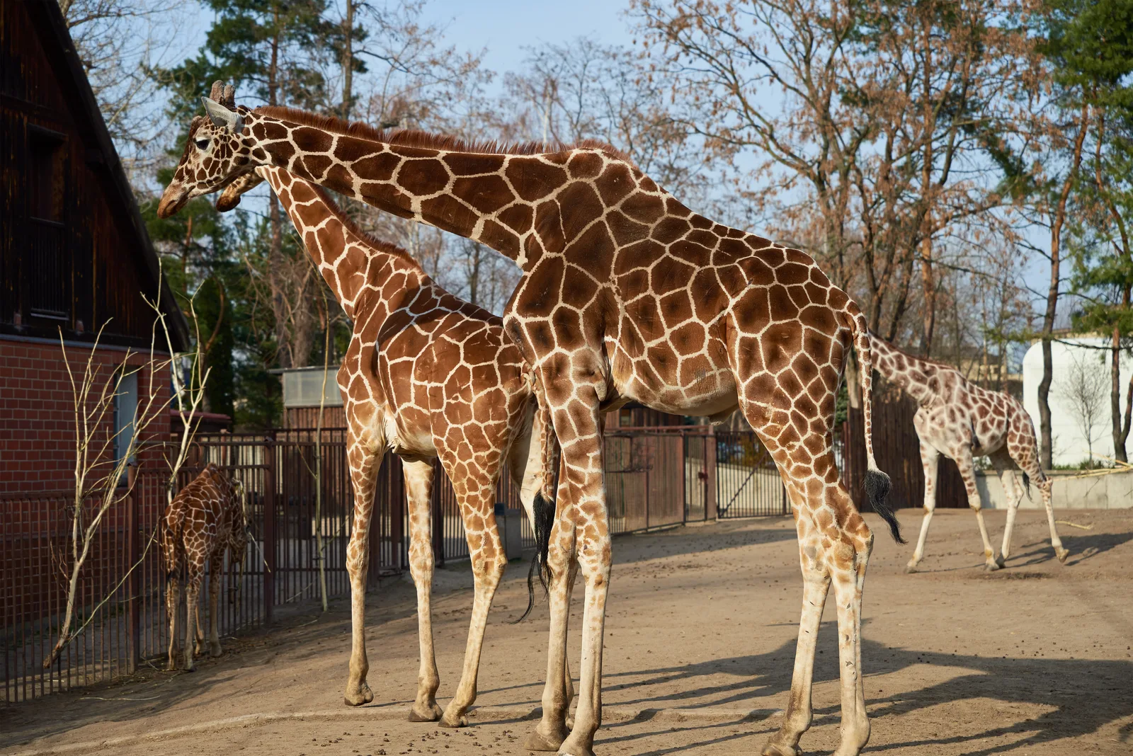 Zoo and wildlife incinerator for exotic animal facilities and wildlife agencies
