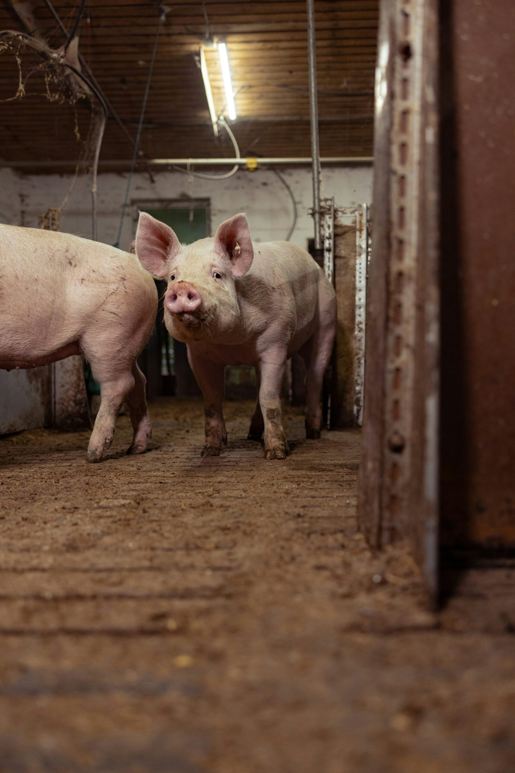 Eco Concept swine farm incinerator for on-site hog mortality disposal