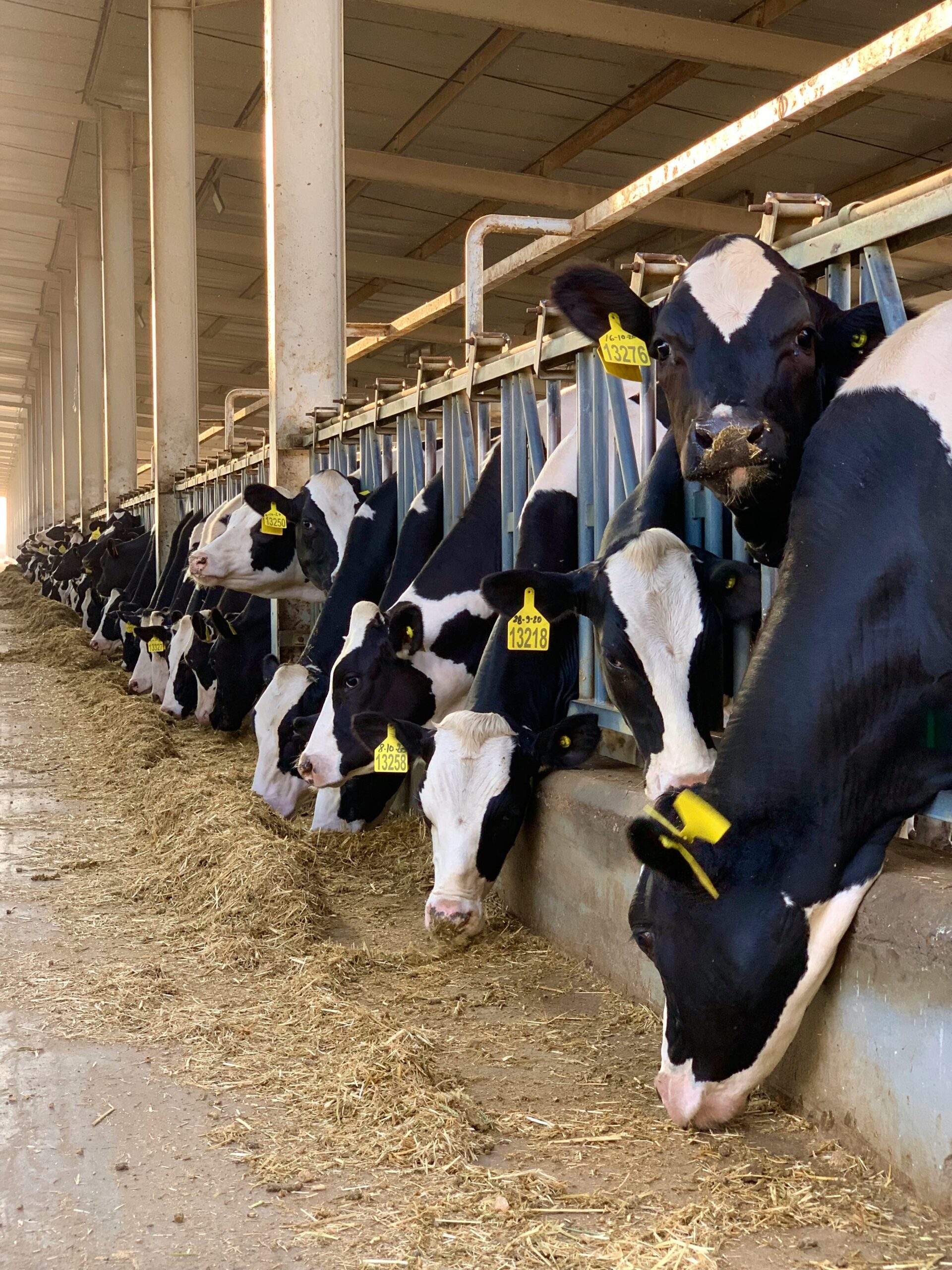 Eco Concept dairy farm incinerator for on-site livestock mortality disposal